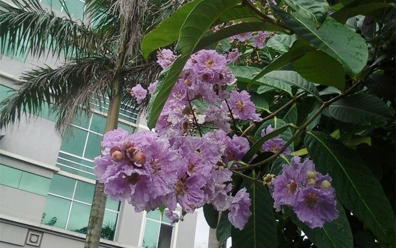 院内鲜花盛开